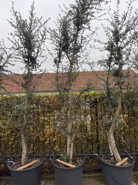 Korkeiche - Quercus Suber - Mehrstämmig oder Hochstamm