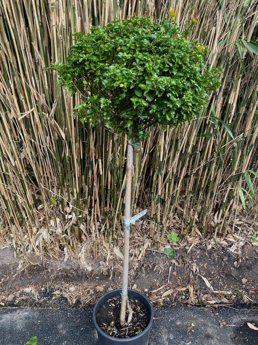 Blaue Stechpalme - Ilex meserveae 'Little Rascal' kugelförmig