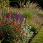 Steinrakete - Erysimum 'Red Jep'