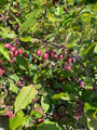 Zierapfel - Malus 'Red Obelisk'