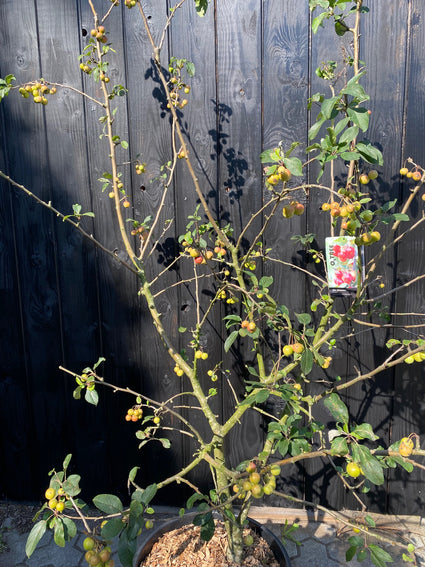 Mehrstämmiger Zierapfel - Malus 'Red Sentinel'