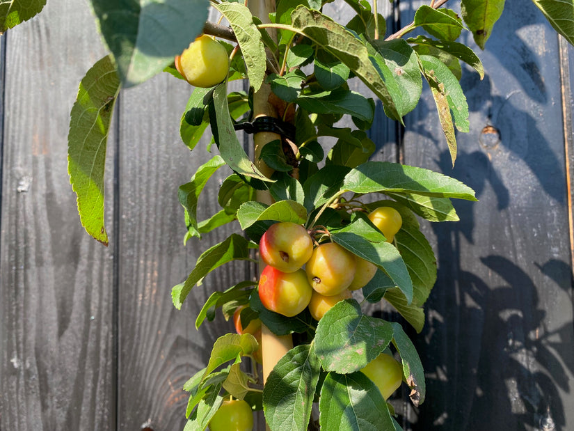 Säulenförmiger Zierapfel - Malus 'Red Sentinel'