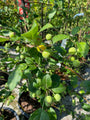 Mehrstämmiger Zierapfel - Malus 'Red Sentinel'