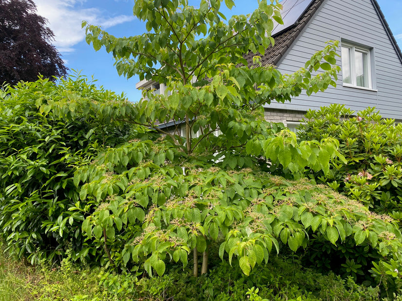 Riesen-Hartriegel - Cornus Controversa