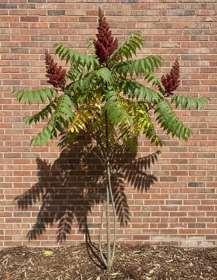 Rhus Typhina boom c18 pot - meerstammig 100-150 cm 