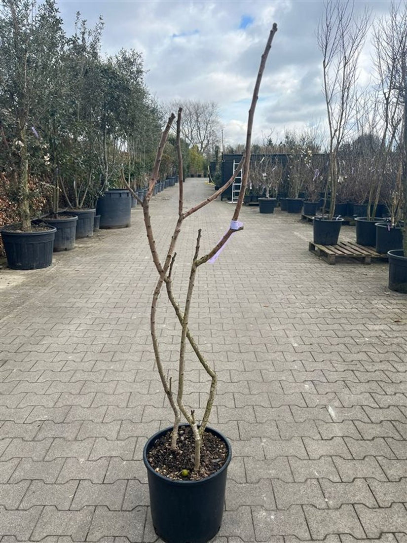 winterbeeld rhus typhina