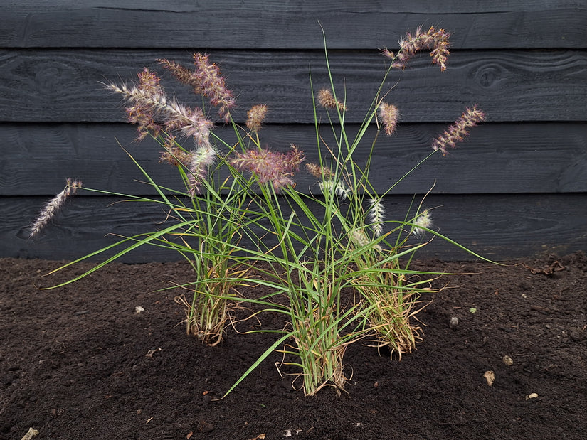 Neunaugengras - Pennisetum orientale 'Karley Rose'