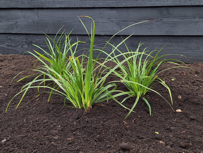 Segge - Carex morrowii 'Variegata'