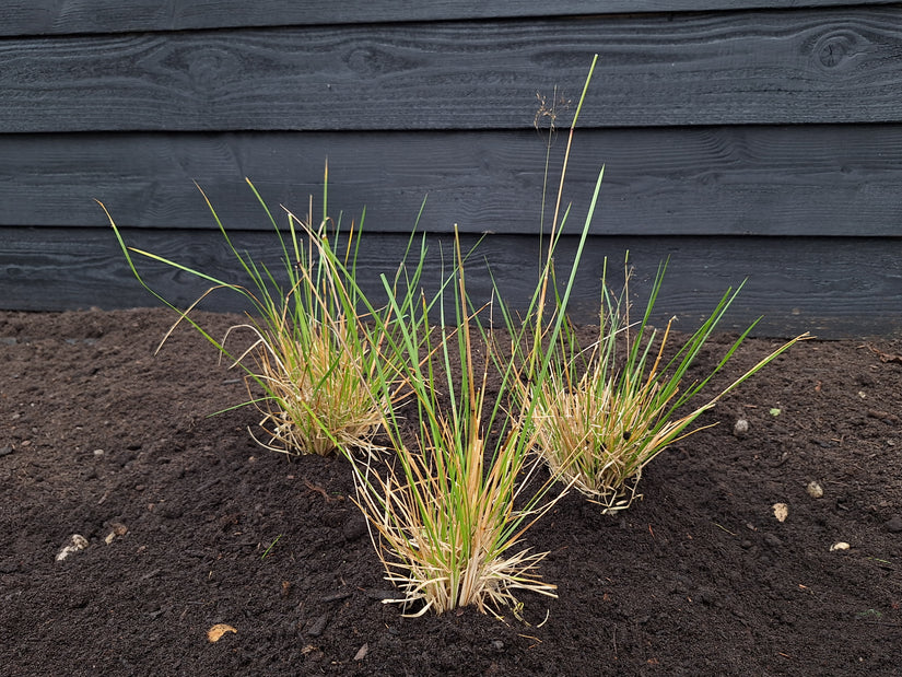 Roher Geruch - Deschampsia cespitosa 'Goldtau'