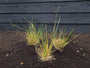 Roher Geruch - Deschampsia cespitosa 'Goldtau'