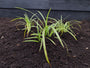 Segge - Carex morrowii 'Ice Dance'