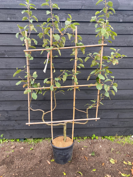 Niedrigstämmiger Apfelbaum - Malus Domestica 'Rode Boskoop'