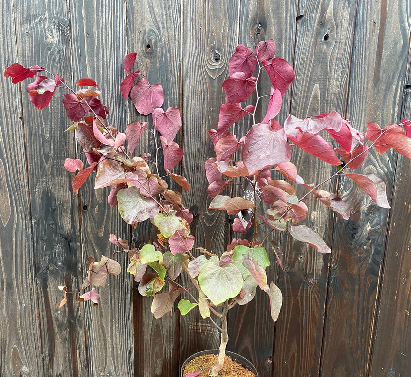 Paarse Judasboom - Cercis forest pansy C7.5 pot 60-80 cm voorbeeld wat u krijgt