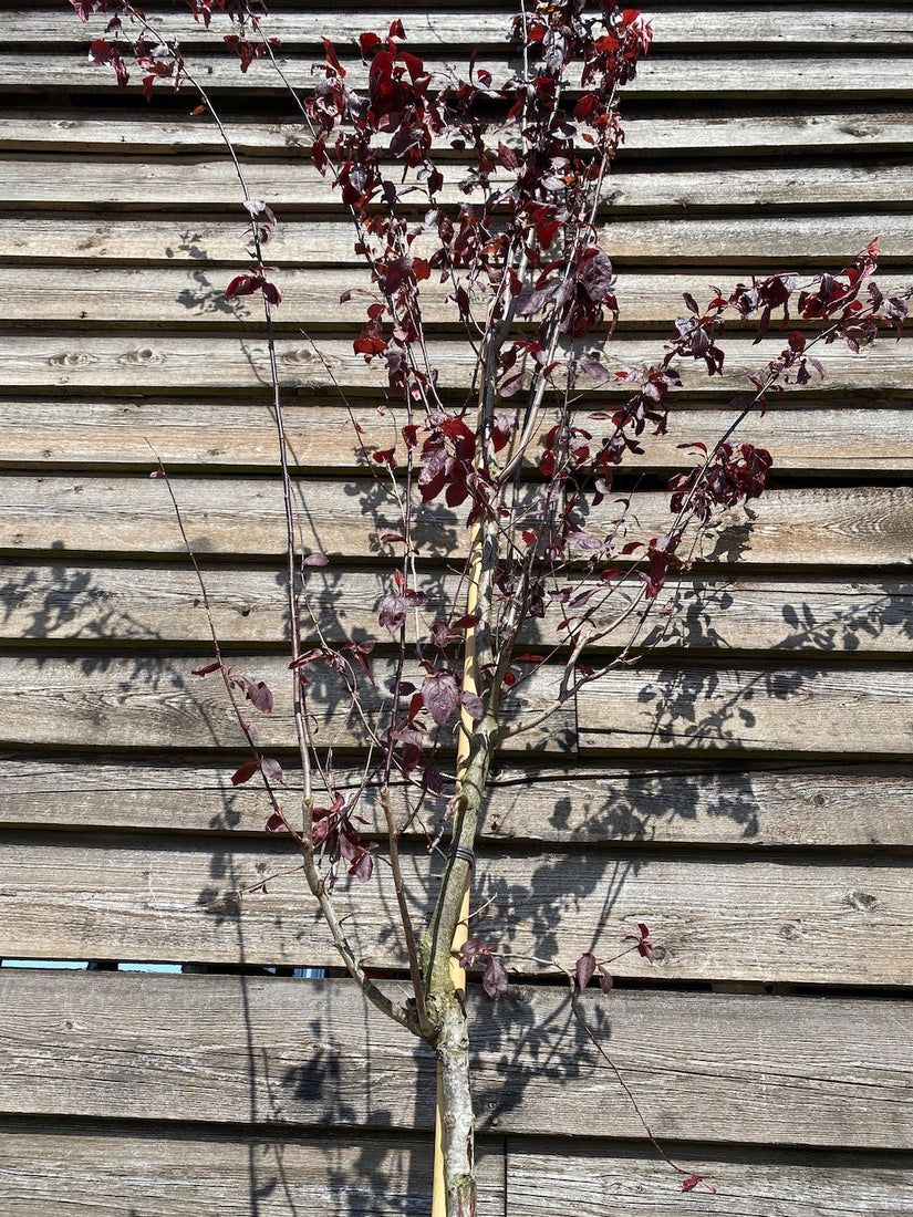 Standard-Rotkirschpflaume - Prunus Cerasifera 'Nigra'