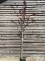 Standard-Rotkirschpflaume - Prunus Cerasifera 'Nigra'