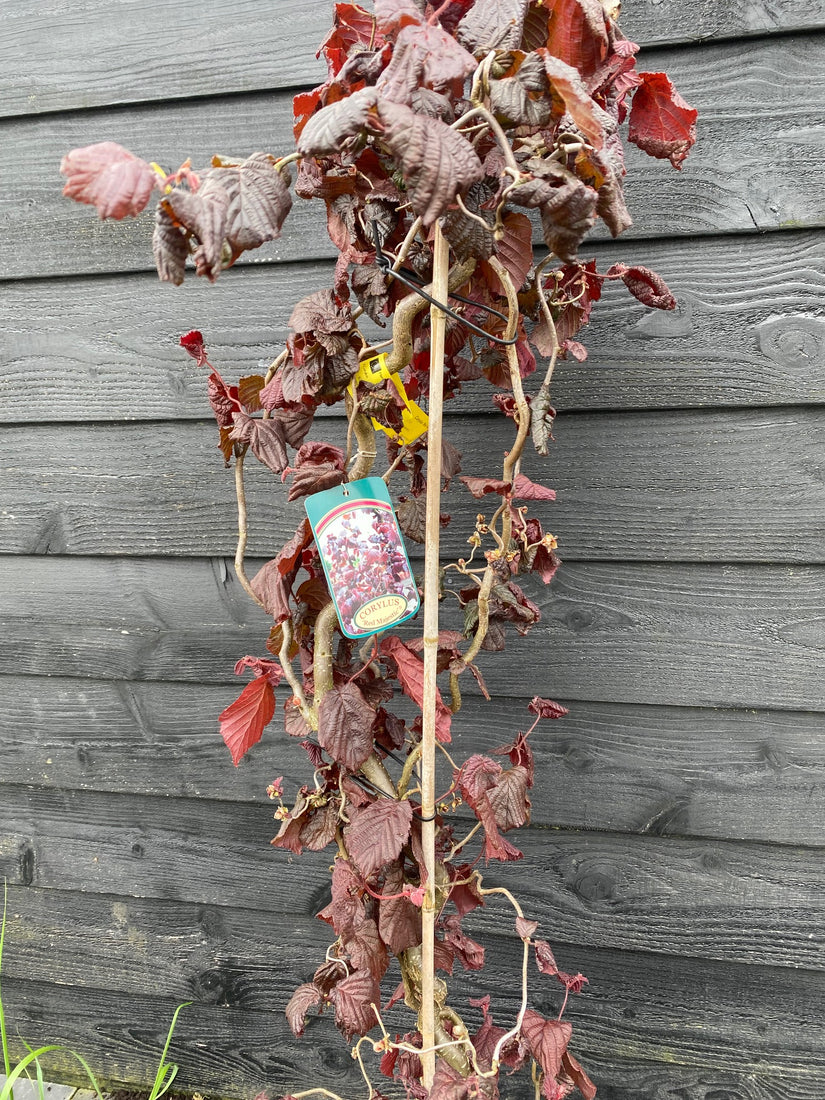 Krause Haselnuss - Corylus 'Red Majestic'