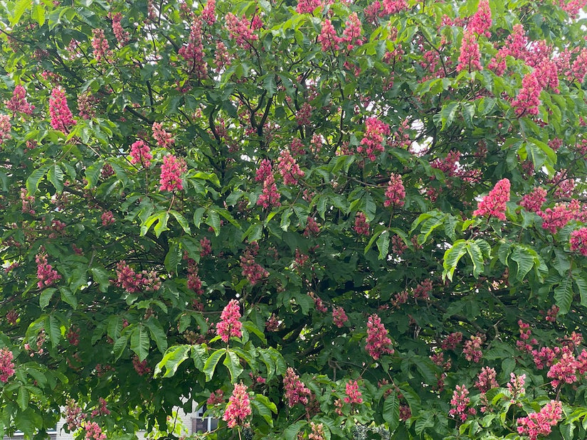 Zwergkastanie - Aesculus pavia