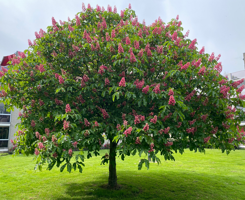 Zwergkastanie - Aesculus pavia