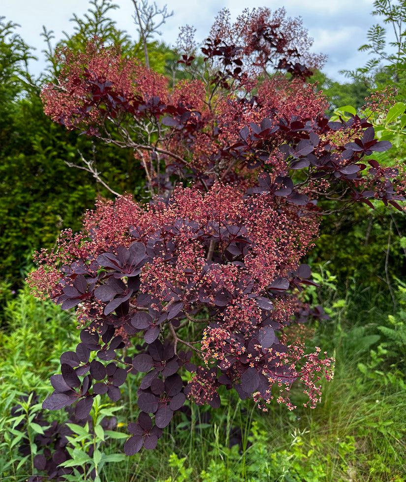 Roter Perückenbaum - Cotinus coggygria 'Royal Purple'