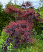 Roter Perückenbaum - Cotinus coggygria 'Royal Purple'