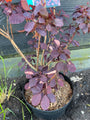 Roter Perückenbaum - Cotinus coggygria 'Royal Purple'