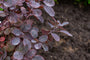 Roter Perückenbaum - Cotinus coggygria 'Royal Purple'