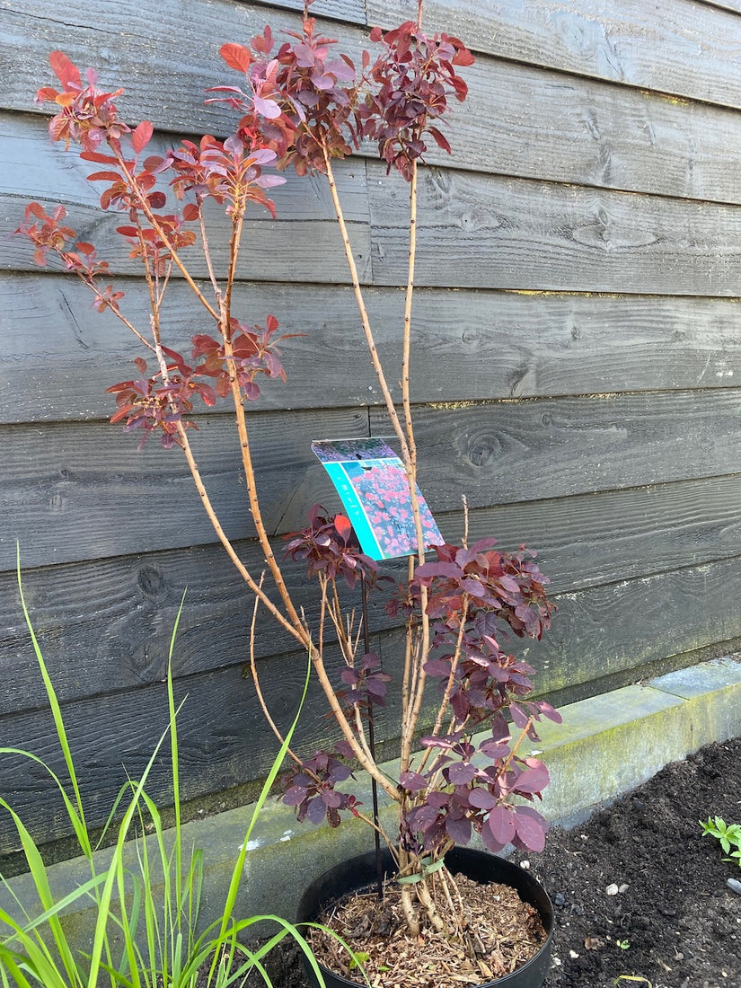 Roter Perückenbaum - Cotinus coggygria 'Royal Purple'