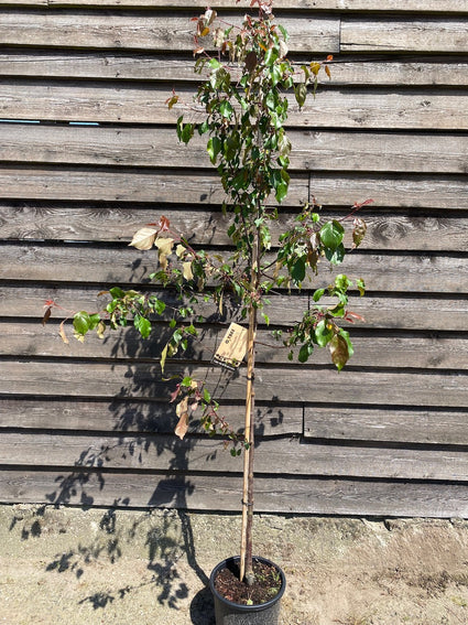 Zierapfel - Malus 'Rudolph' Säulenbaum