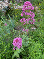 Rote Spornblume - Centranthus ruber 'Coccineus'