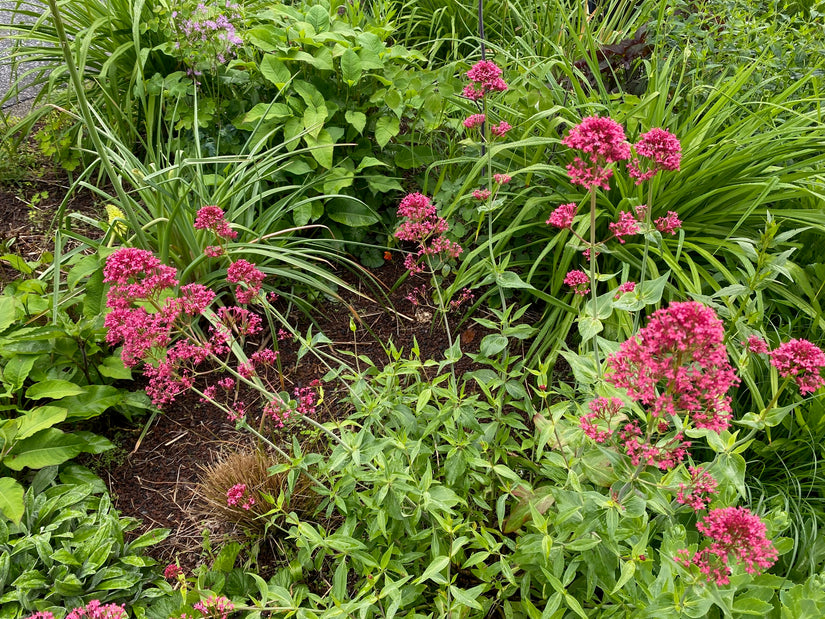 Rote Spornblume - Centranthus ruber 'Coccineus'