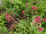 Rote Spornblume - Centranthus ruber 'Coccineus'