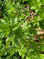 Sonnenhut - Echinacea purpurea