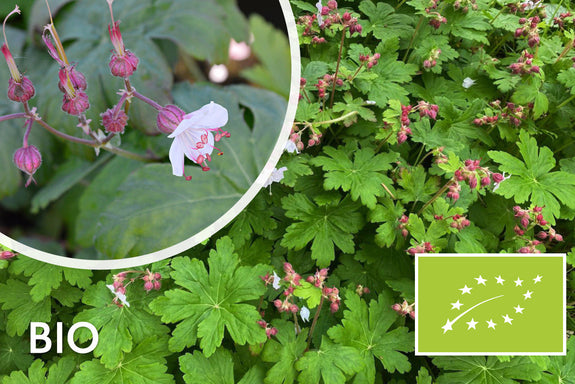 Bio-Storchschnabel - Geranium macrorrhizum 'Spessart'