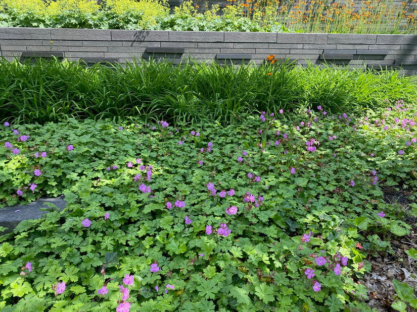 Storchschnabel - Geranium Macrorrhizum (Rocksbill)