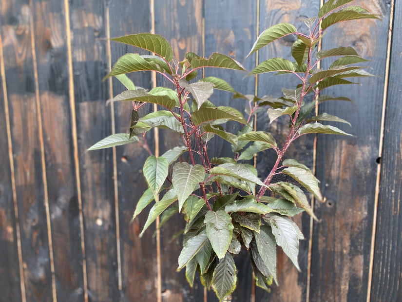 Japanische Blütenkirsche am Stiel 120 cm - Prunus serrulata 'Royal Burgundy'