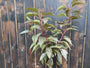 Japanische Blütenkirsche am Stiel 120 cm - Prunus serrulata 'Royal Burgundy'