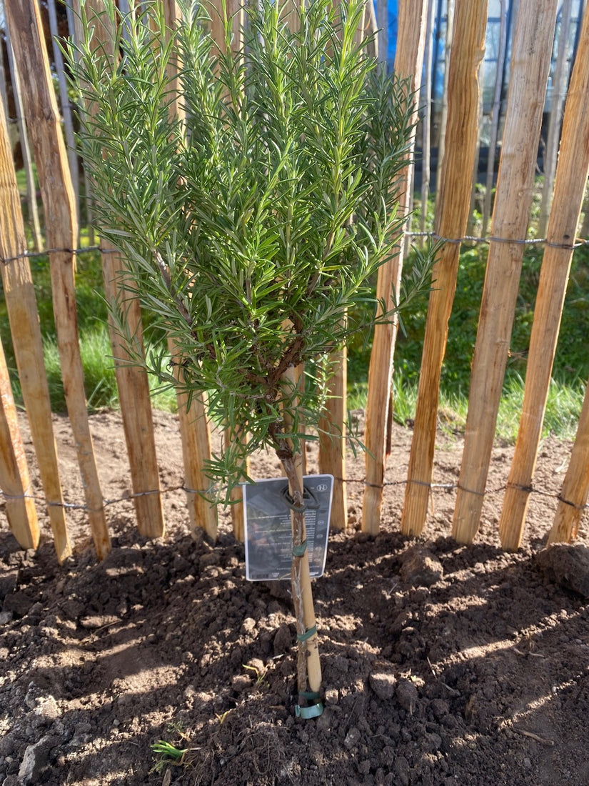 Rosmarin am Stiel - Rosmarinus officinalis