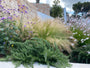 Federgras - Stipa tenacissima