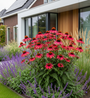 Sonnenhut - Echinacea purpurea 'Rubinstern'