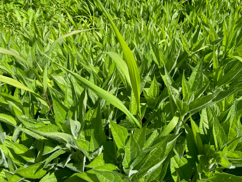 Bio-Rudbeckia - Rudbeckia fulgida var. deamii