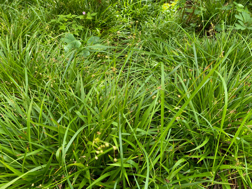 Raue Feldbinse - Luzula pilosa 'Igel'