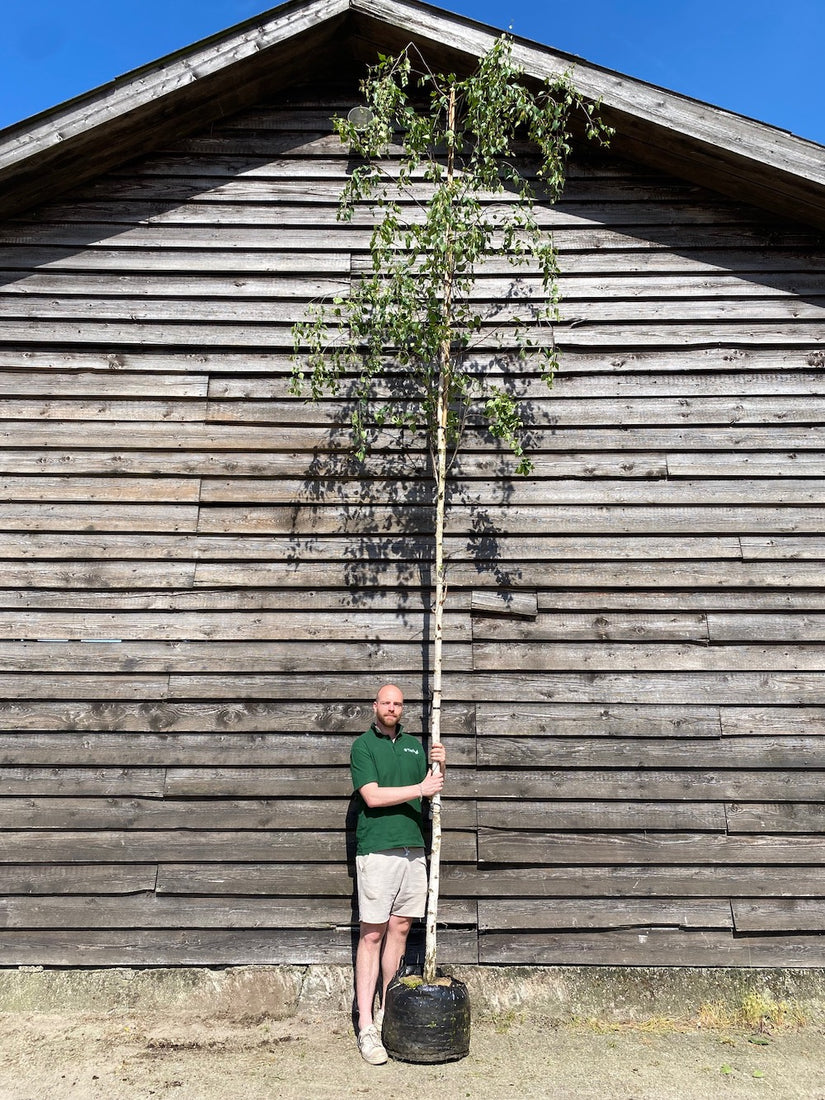 Waldbirke - Betula pendula (Trauerbirke)