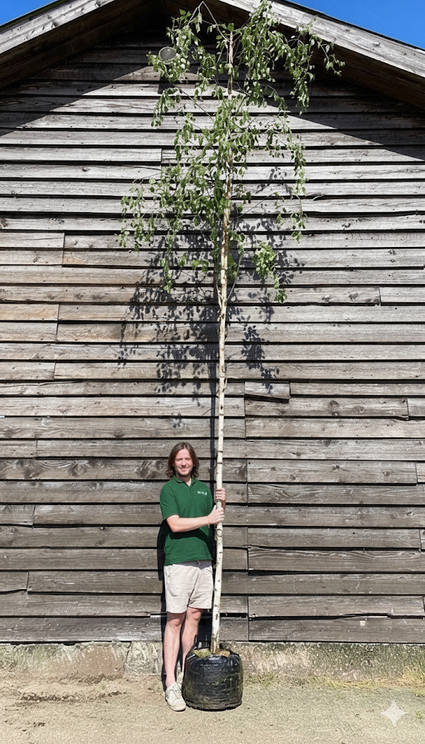 Waldbirke - Betula pendula (Trauerbirke)
