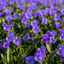 Rauer Perlensamen - Buglossoides purpurocaerulea