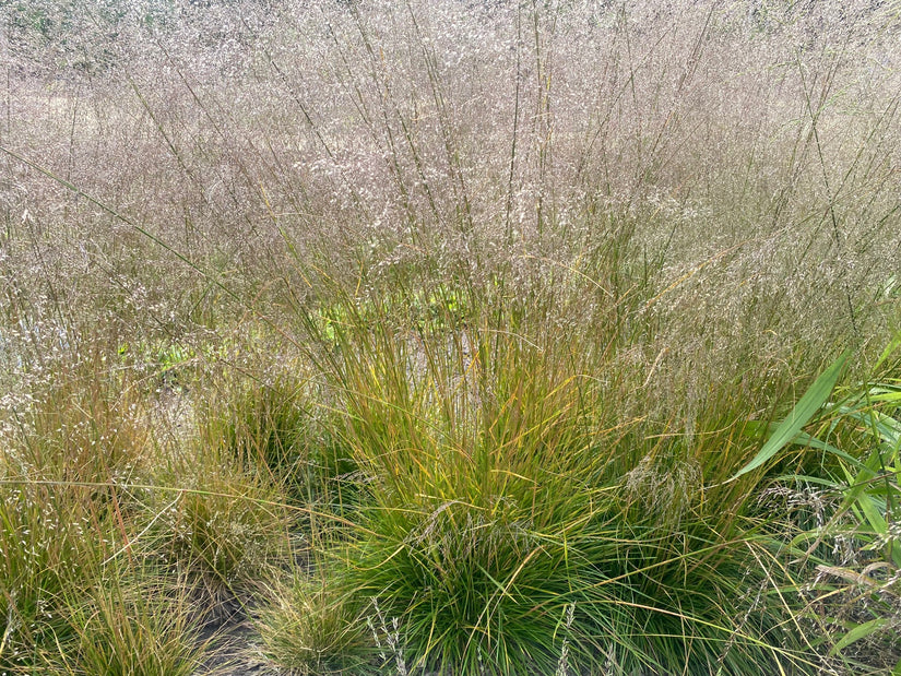 Roher Geruch - Deschampsia cespitosa 'Goldtau'