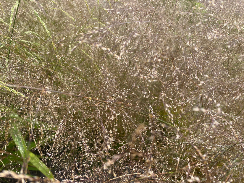 Roher Geruch - Deschampsia cespitosa 'Goldtau'