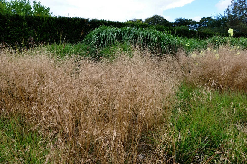 Bio-Rohgeruch – Deschampsia cesp. 'Goldschleier'