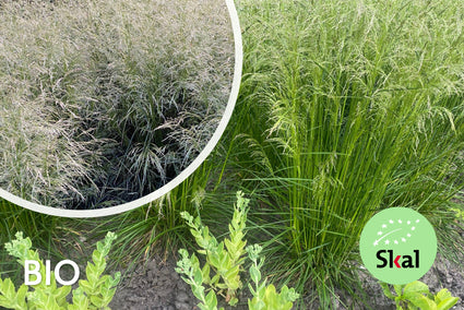 Bio-Rohr-Stint - Deschampsia caespitosa (einheimisch)