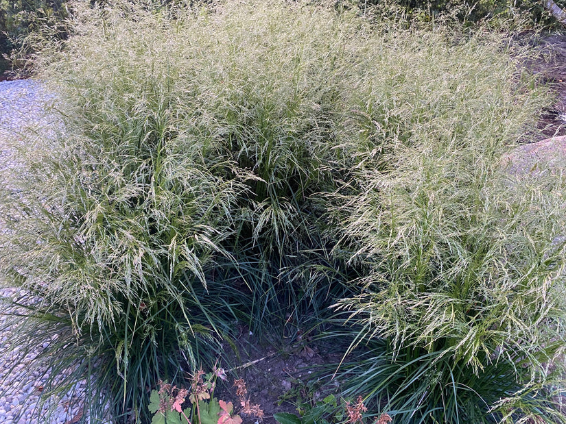 Rauer Geruch – Deschampsia caespitosa – Einheimisches Ziergras