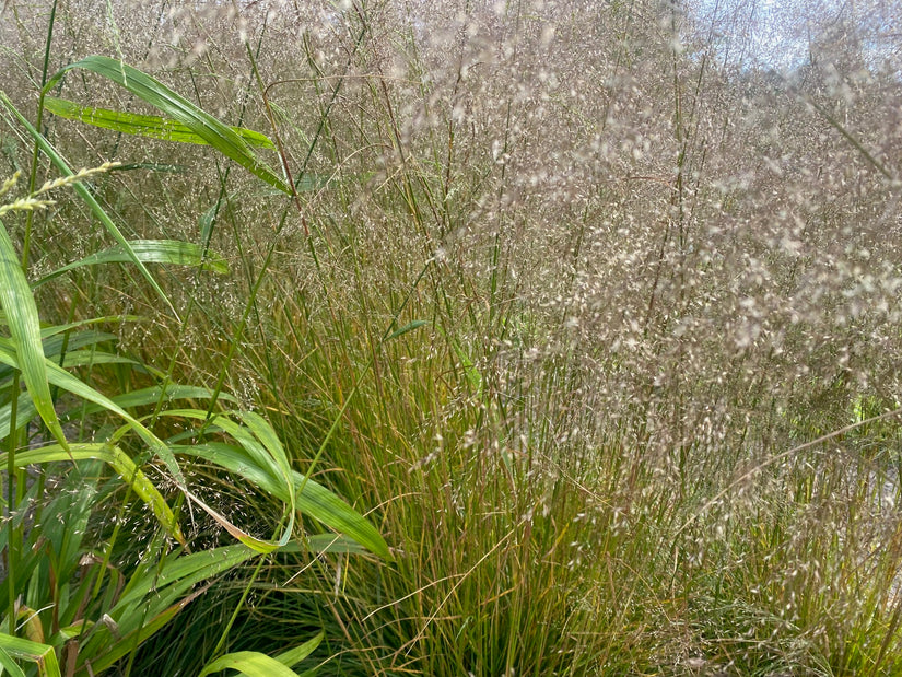 Roher Geruch - Deschampsia cespitosa 'Goldtau'